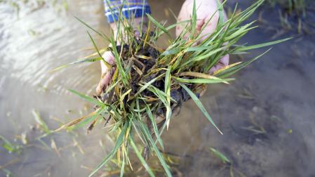 El exceso de agua debido a las últimas lluvias se deja notar en los campos agrícolas navarros.
