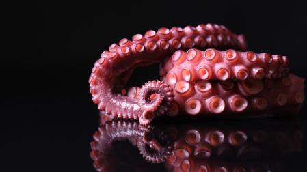 Uno de los grandes mitos entre los cocineros caseros es que congelar el pulpo rompe sus fibras y, por tanto, ablanda su carne