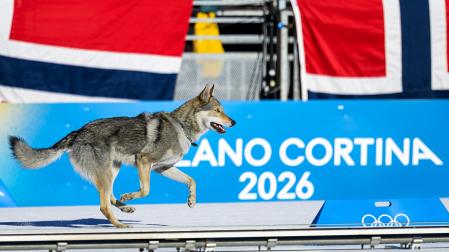 El perro lobo esprinta en la recta de meta de la prueba, tras burlar el dispositivo de seguridad, en busca de una medalla