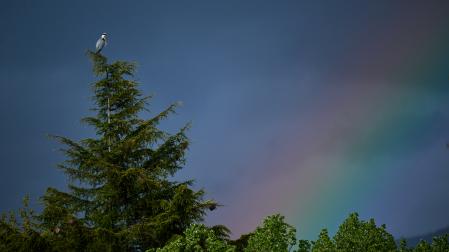 Una garza, con un arcoiris de fondo, en una imagen de la pasada primavera en Pamplona