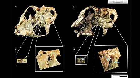 Los fósiles de cráneos de lince aparecidos en la sima de Mezkiritz