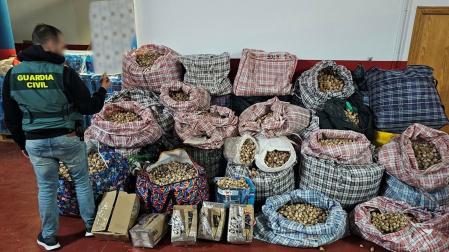 La Guardia Civil detiene a tres hombres por robar y enviar amapola adormidera a España y Estados Unidos