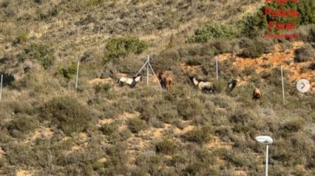 Imagen de las cabras asilvetradas en Liédena