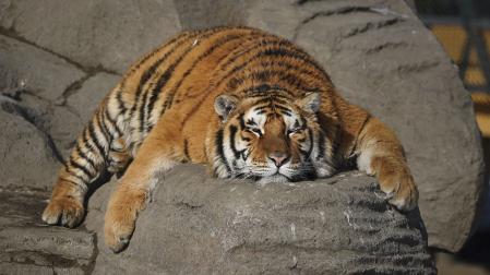 Tigre siberiano