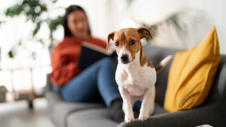 Imagen de un perro en el interior de una vivienda