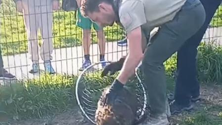 Localizan a un castor herido en un pipicán de Pamplona