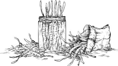 Cada vez hay más evidencias científicas sobre el potencial terapéutico de los hongos