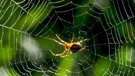 Imagen de archivo de una araña