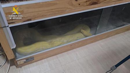 Imagen de uno de los animales que tenía en su piso de Roquetas de mar
