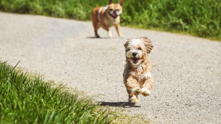 El contacto de los perros con la oruga procesionaria suele producirse al olerlas o tocarlas con el hocico