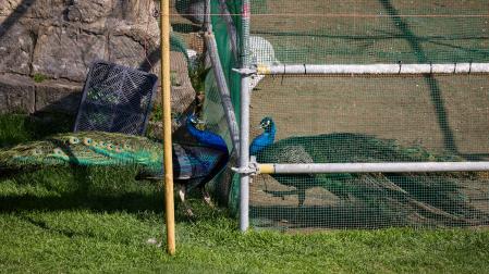 Un pavo enjaulado frente a otro libre, en una imagen tomada el jueves 26 de febrero.