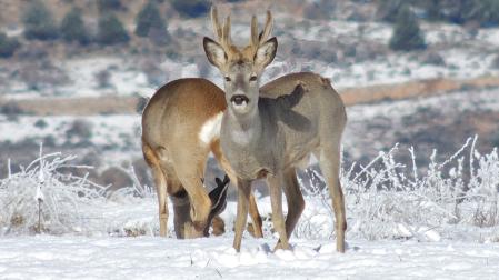 Dos corzos sobre la nieve