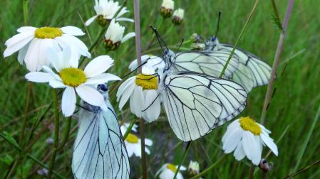Varios ejemplares de Blanca del Majuelo, Aporia crataegi, se preparan para dormir al atardecer.