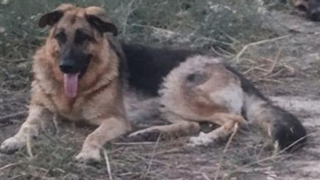 Buscan a Indi en Barasoain