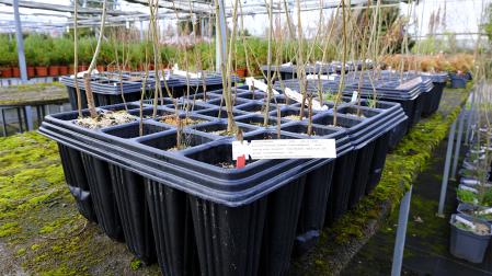 Ejemplares preparados para su plantación