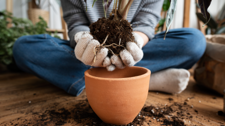 La primavera es época de plantar diferentes plantas