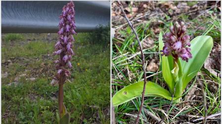 A la izquierda, ejemplar de Ciriza en una imagen del jueves; a la derecha, orquídea fotografiada el 2 de marzo en Landaben