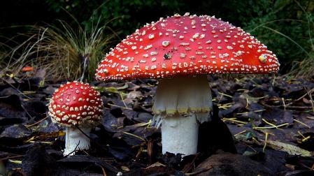 Amanita muscaria