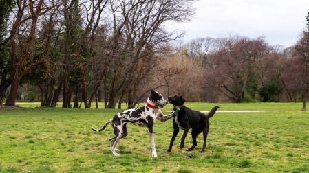 Dos perros jugando
