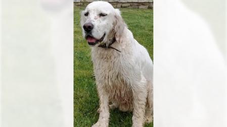 Ori, en la imagen difundida para su búsqueda