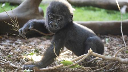 Ernie, el único ejemplar de gorila de llanura -una especie catalogada en peligro crítico de extinción- nacido en España en 2025 y el segundo de Europa