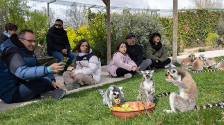 Los lemures, animales simpáticos y sociales, atraen a numeroso público.