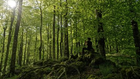 *La primavera, en un bosque de hayas en Urbasa.