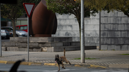 Efectivos policiales de Policía Nacional, Policía Foral y Policía Municipal han trabajado en la zona para comprobar si se trataba o no de una falsa alarma, empleando para ello perros especializados