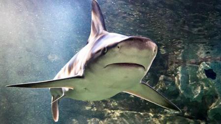 Un estudio sobre tiburones analizará cómo tratar enfermedades sanguíneas como la leucemia