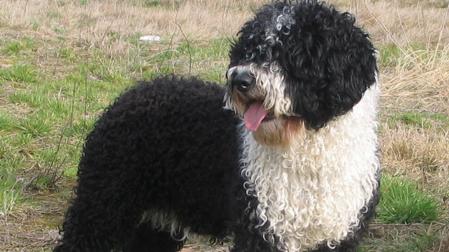 Perro de Agua Español