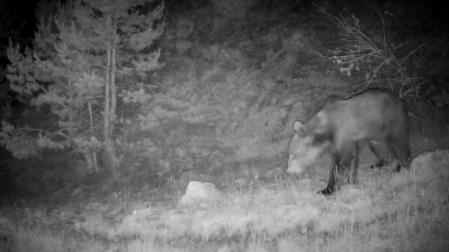 El joven oso pardo ‘Beroi’, en el Pirineo de Navarra, captado de noche en 2025 por una cámara de fototrampeo