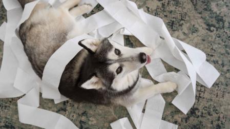 Un perro pillado jugando con el papel higiénico