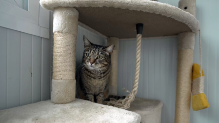 Uno de los gatos en el Centro de Atención a Animales del Ayuntamiento de Pamplona