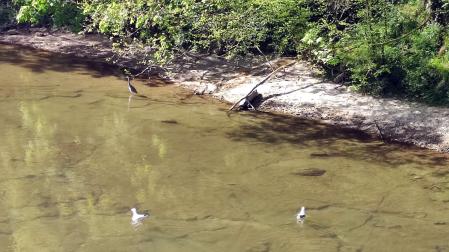 gaviotas