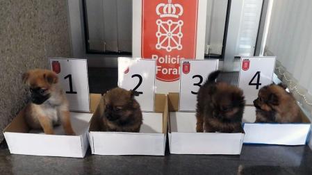 cachorros