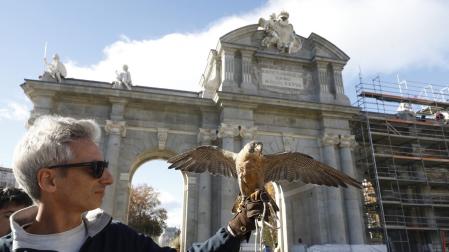 Una de las aves utilizadas para ahuyentar las palomas en las inmediaciones de la Puerta de Alcalá