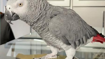 El loro Gorri