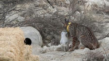 Lince