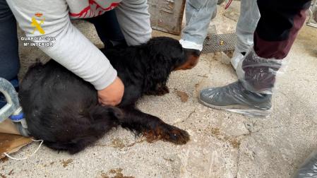 Vídeo: Dos investigados por maltrato animal y falsedad documental en una localidad del sur de Navarra