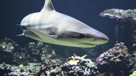 TIBURON