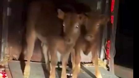 Los dos becerros salieron del camión y caminaron por la autopista