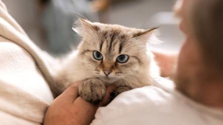 Un hombre acariciando a su gato