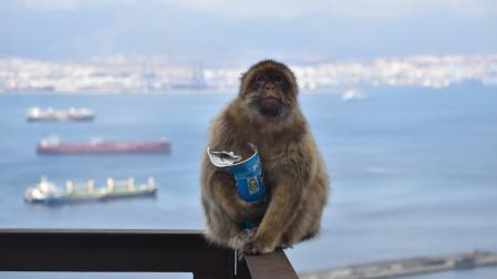 Monos de Gibraltar