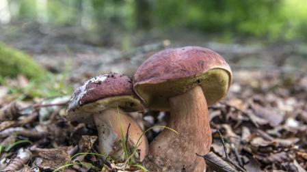 Dos 'boletus' en un paraje de la vertiente sur de Belate.