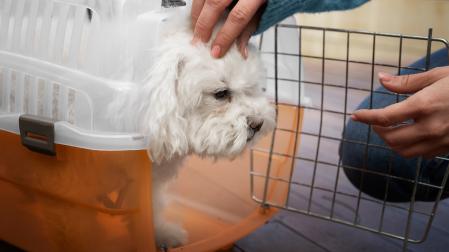 Un perro en su trasportín