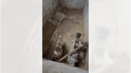 Rescatados dos cachorros de mastín en Fitero
