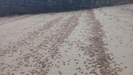 Las playas y rocas de las islas Cíes, Ons, Sálvora y ocasionalmente Cortegada han sido escenario esta semana de un fenómeno visual impactante por la llegada de miles de pequeños cangrejos patudos que fueron arrastrados por la marea hasta la orilla.