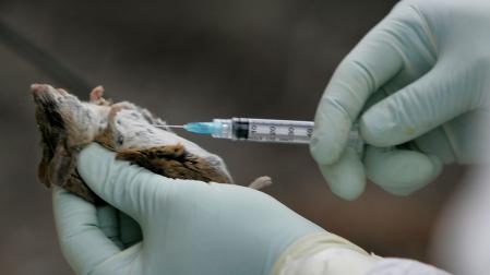 Agentes de control de vectores del condado de San Diego (EE UU) analizan ratones en la Reserva Estatal Torrey Pines para detectar el hantavirus