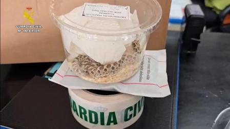 Interceptado el envío irregular de una serpiente desde Málaga a Navarra a través de una empresa de paquetería