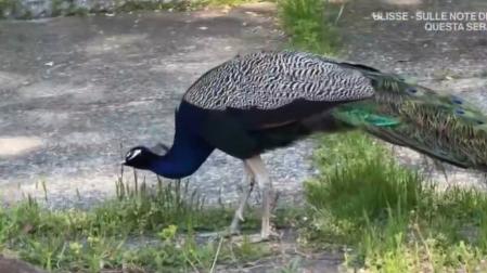 Una invasión de pavos reales 'coloniza' un pueblo italiano (y las redes sociales)